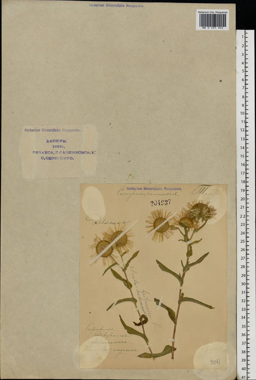 Pentanema britannicum (L.) D. Gut. Larr., Santos-Vicente, Anderb., E. Rico & M. M. Mart. Ort., Eastern Europe, Central region (E4) (Russia)