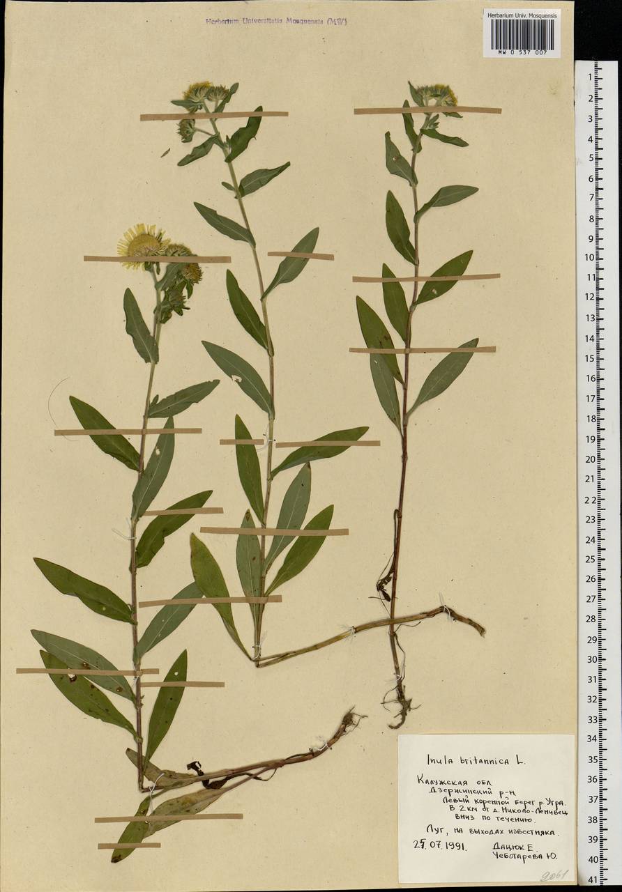Pentanema britannicum (L.) D. Gut. Larr., Santos-Vicente, Anderb., E. Rico & M. M. Mart. Ort., Eastern Europe, Central region (E4) (Russia)