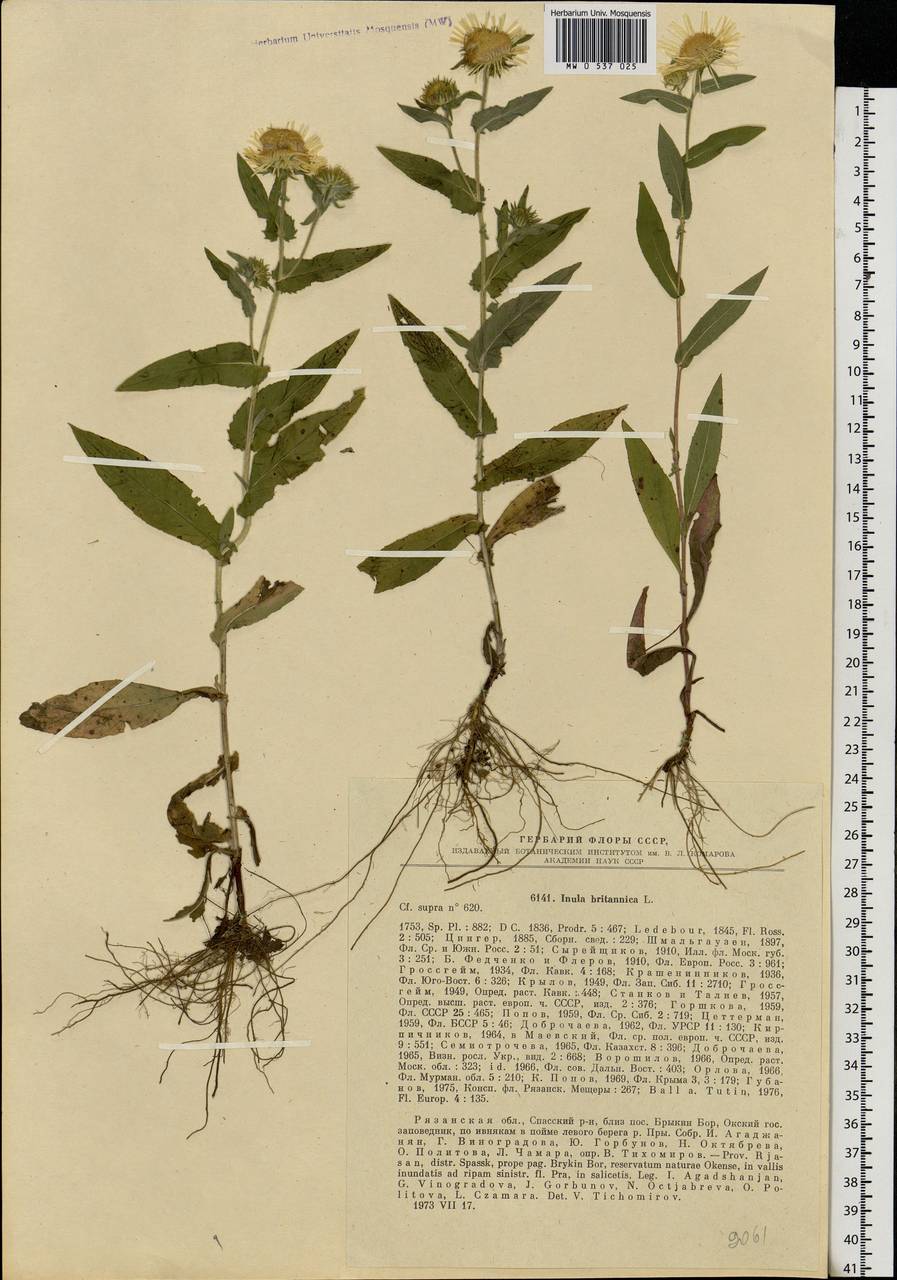 Pentanema britannicum (L.) D. Gut. Larr., Santos-Vicente, Anderb., E. Rico & M. M. Mart. Ort., Eastern Europe, Central region (E4) (Russia)