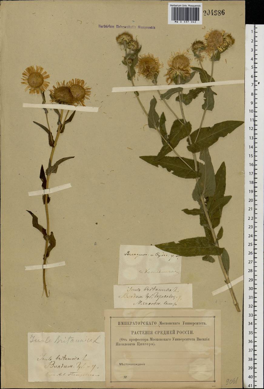 Pentanema britannicum (L.) D. Gut. Larr., Santos-Vicente, Anderb., E. Rico & M. M. Mart. Ort., Eastern Europe, Central region (E4) (Russia)