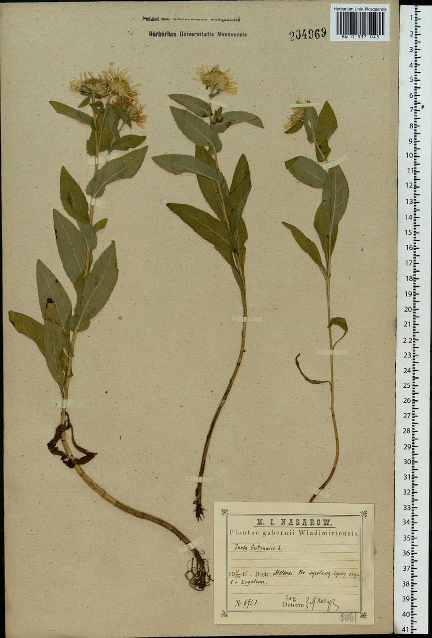 Pentanema britannicum (L.) D. Gut. Larr., Santos-Vicente, Anderb., E. Rico & M. M. Mart. Ort., Eastern Europe, Central region (E4) (Russia)