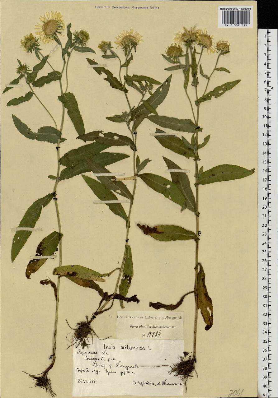 Pentanema britannicum (L.) D. Gut. Larr., Santos-Vicente, Anderb., E. Rico & M. M. Mart. Ort., Eastern Europe, Central region (E4) (Russia)