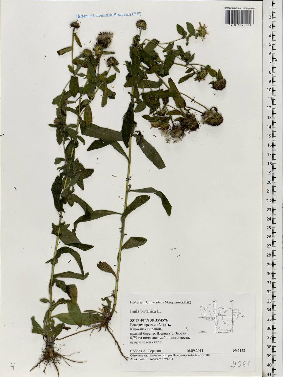 Pentanema britannicum (L.) D. Gut. Larr., Santos-Vicente, Anderb., E. Rico & M. M. Mart. Ort., Eastern Europe, Central region (E4) (Russia)