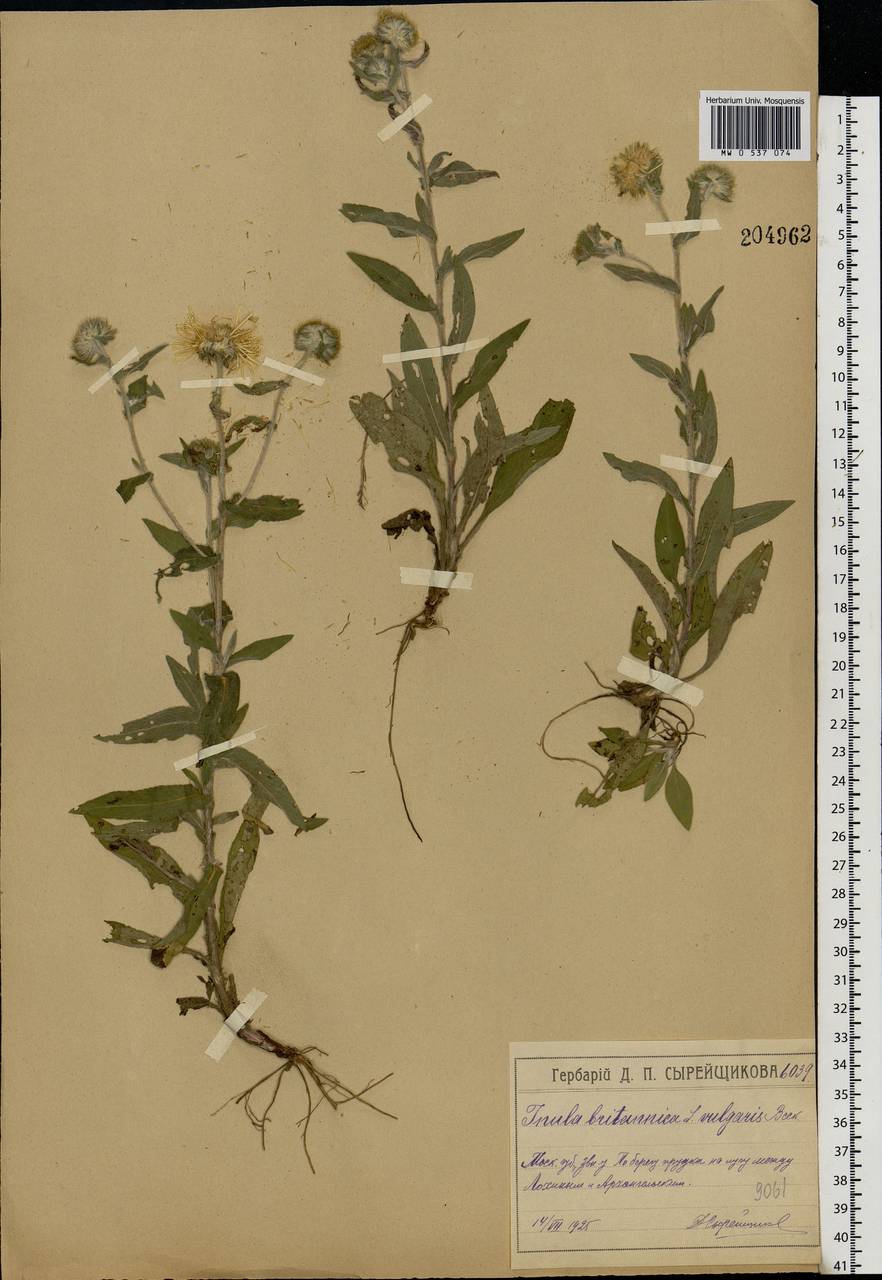 Pentanema britannicum (L.) D. Gut. Larr., Santos-Vicente, Anderb., E. Rico & M. M. Mart. Ort., Eastern Europe, Moscow region (E4a) (Russia)
