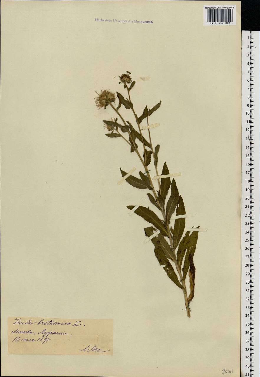 Pentanema britannicum (L.) D. Gut. Larr., Santos-Vicente, Anderb., E. Rico & M. M. Mart. Ort., Eastern Europe, Moscow region (E4a) (Russia)