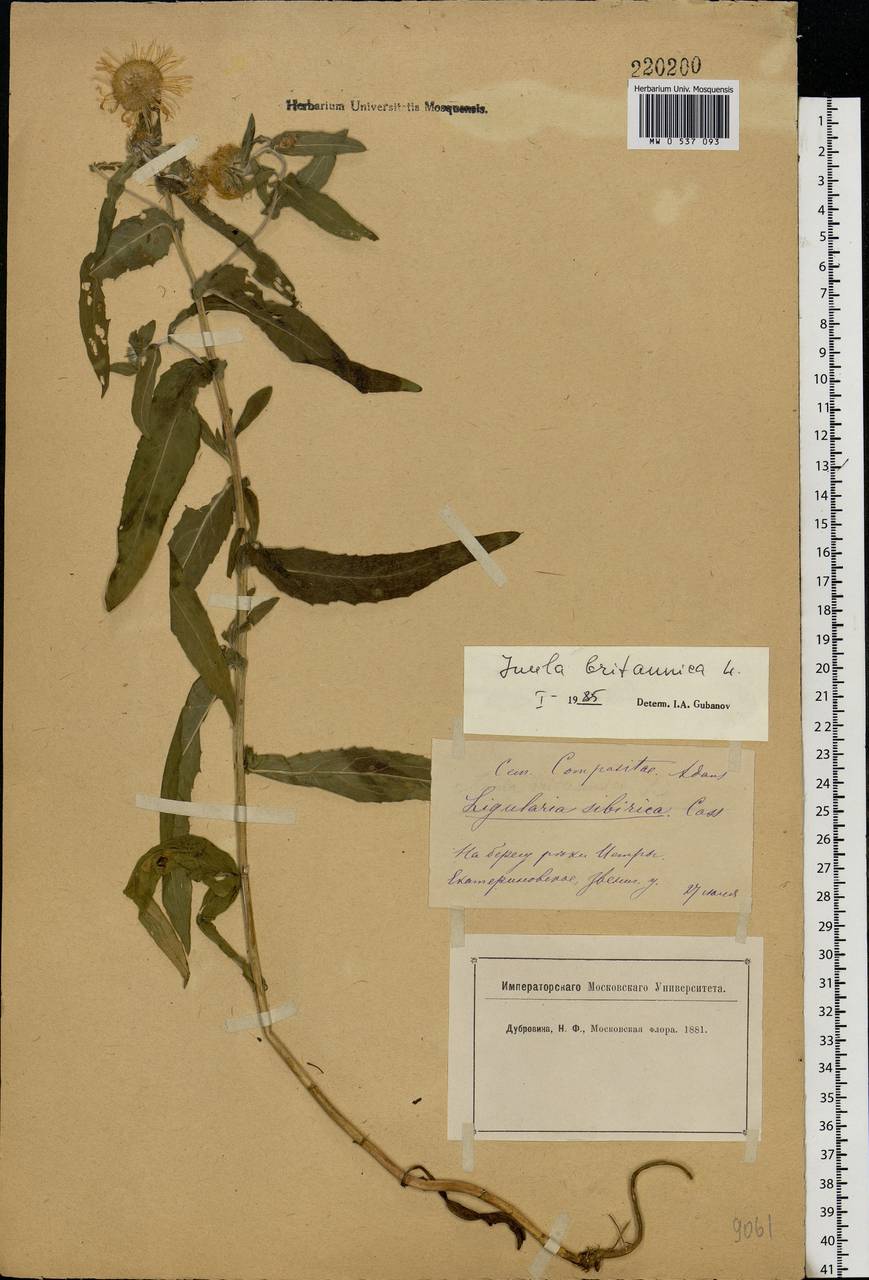 Pentanema britannicum (L.) D. Gut. Larr., Santos-Vicente, Anderb., E. Rico & M. M. Mart. Ort., Eastern Europe, Moscow region (E4a) (Russia)