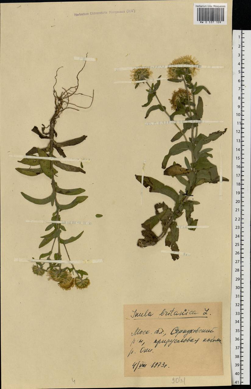 Pentanema britannicum (L.) D. Gut. Larr., Santos-Vicente, Anderb., E. Rico & M. M. Mart. Ort., Eastern Europe, Moscow region (E4a) (Russia)