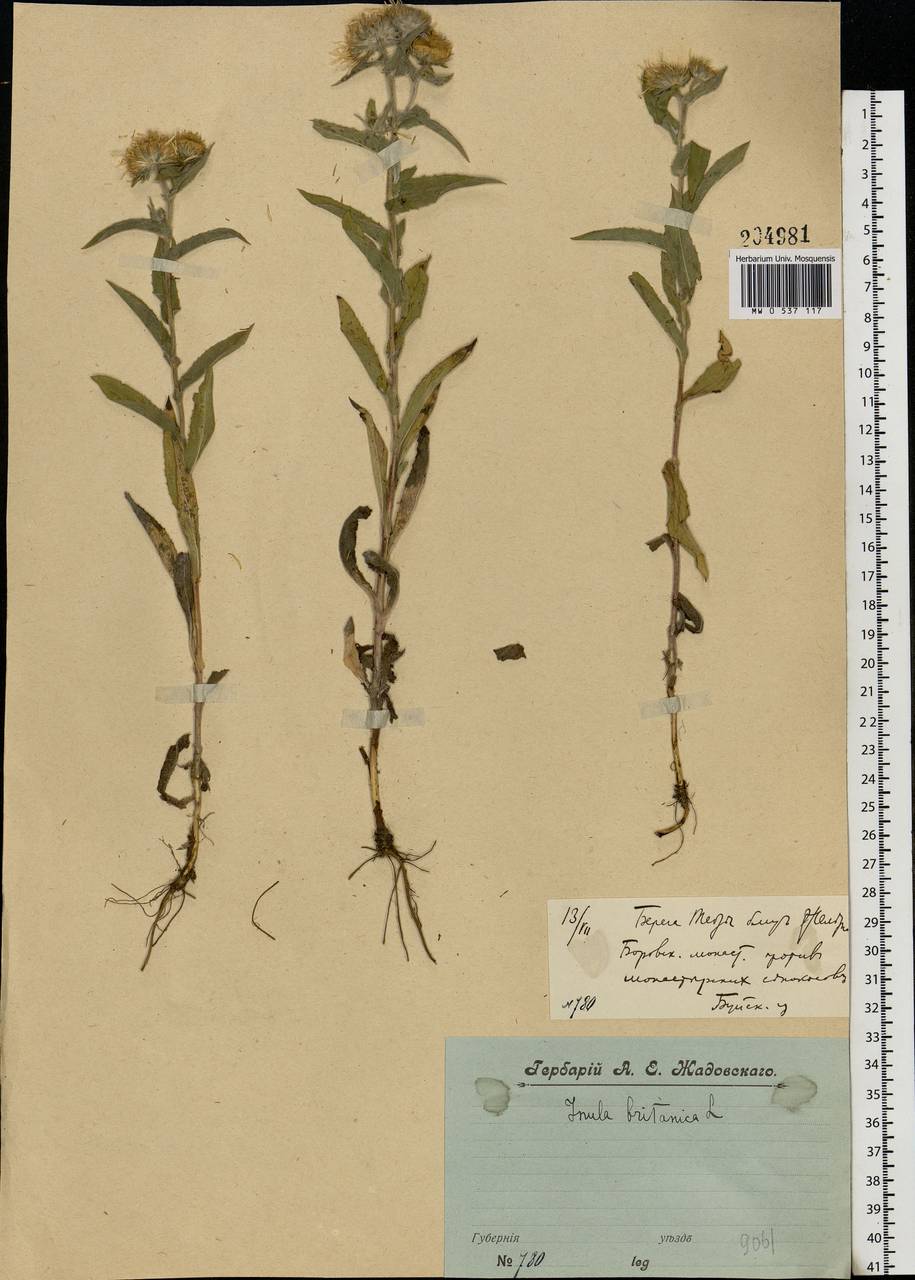 Pentanema britannicum (L.) D. Gut. Larr., Santos-Vicente, Anderb., E. Rico & M. M. Mart. Ort., Eastern Europe, Central forest region (E5) (Russia)