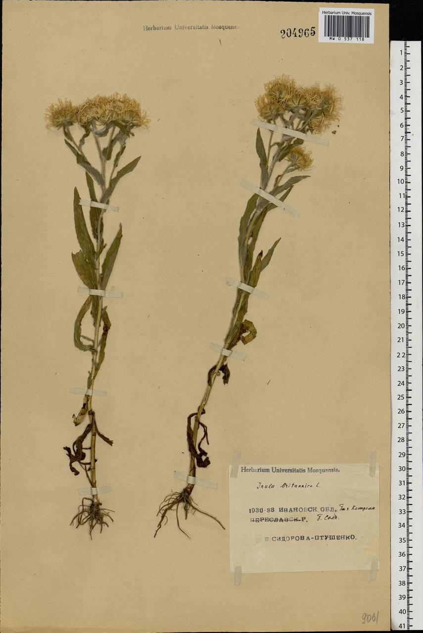 Pentanema britannicum (L.) D. Gut. Larr., Santos-Vicente, Anderb., E. Rico & M. M. Mart. Ort., Eastern Europe, Central forest region (E5) (Russia)