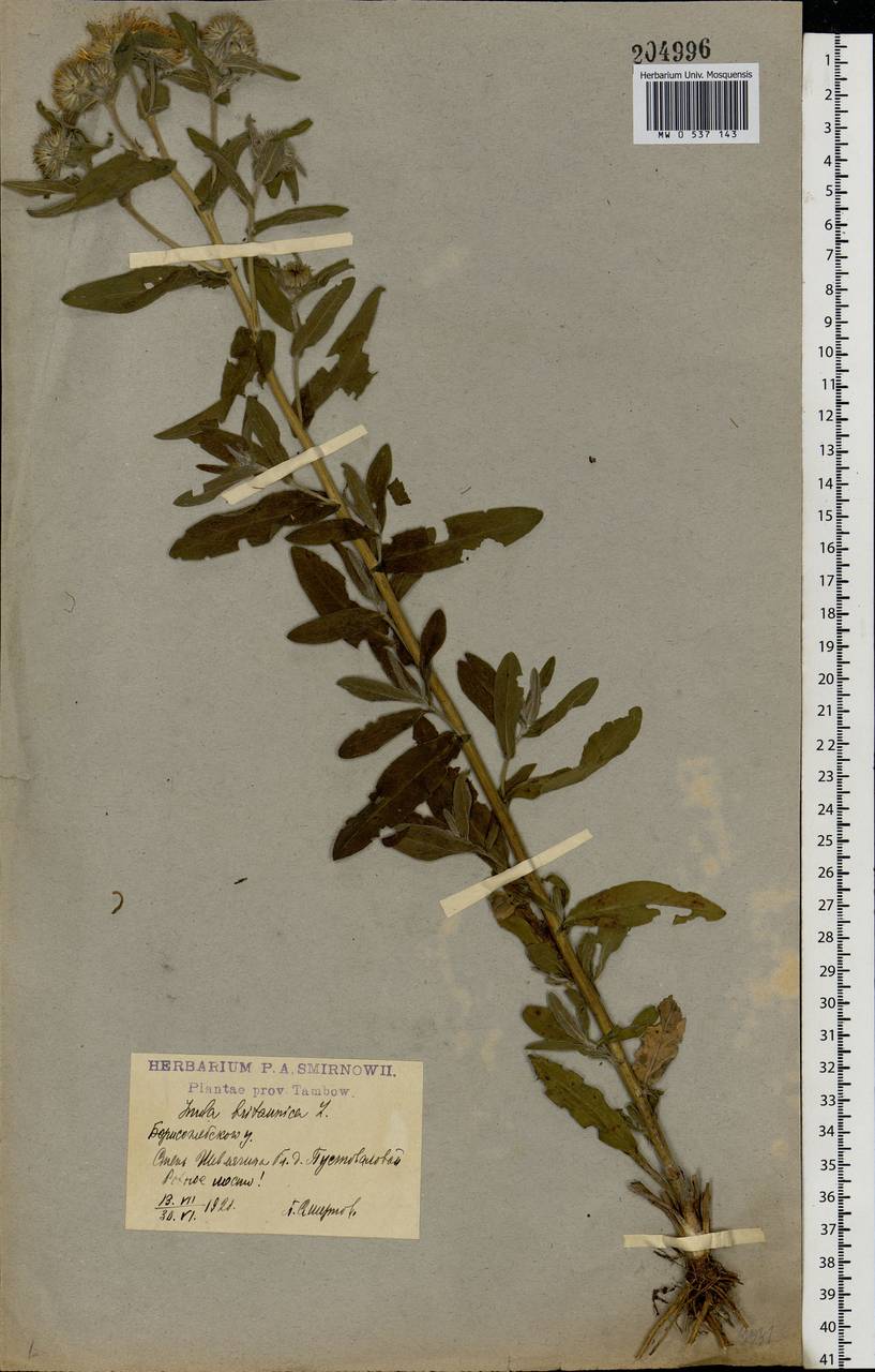 Pentanema britannicum (L.) D. Gut. Larr., Santos-Vicente, Anderb., E. Rico & M. M. Mart. Ort., Eastern Europe, Central forest-and-steppe region (E6) (Russia)