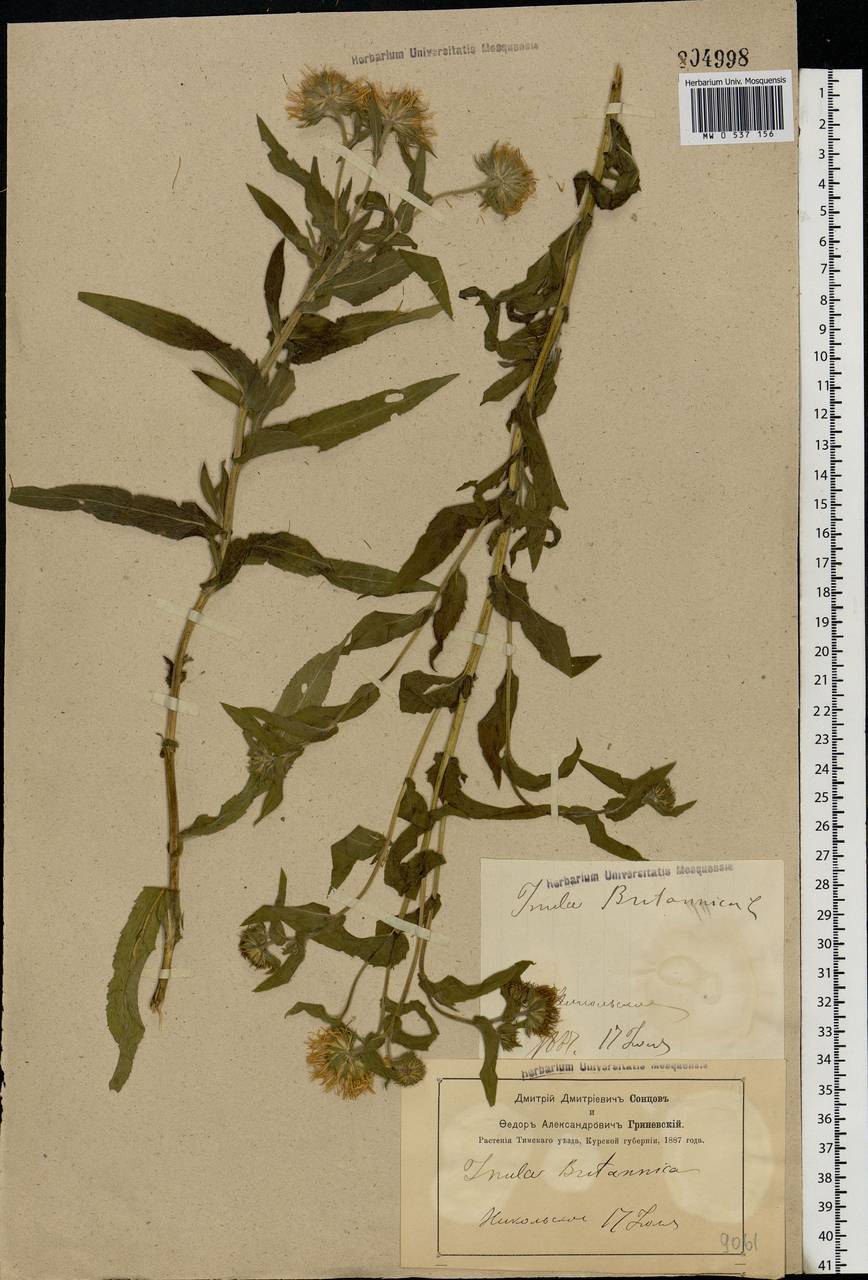 Pentanema britannicum (L.) D. Gut. Larr., Santos-Vicente, Anderb., E. Rico & M. M. Mart. Ort., Eastern Europe, Central forest-and-steppe region (E6) (Russia)