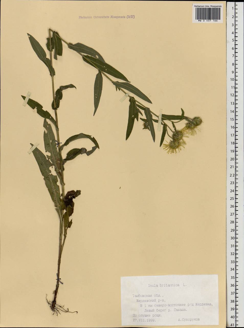 Pentanema britannicum (L.) D. Gut. Larr., Santos-Vicente, Anderb., E. Rico & M. M. Mart. Ort., Eastern Europe, Central forest-and-steppe region (E6) (Russia)