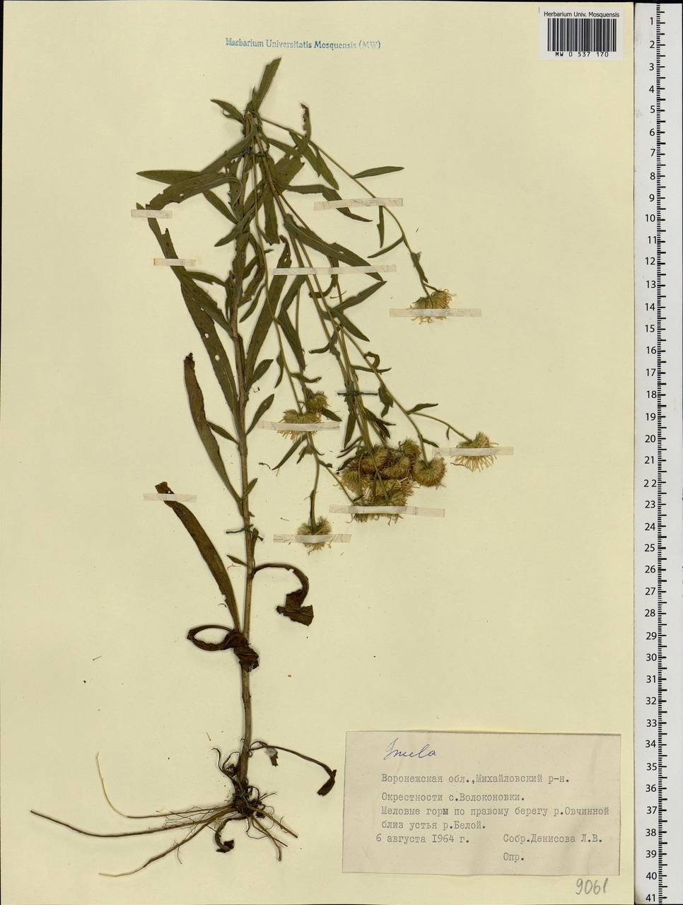 Pentanema britannicum (L.) D. Gut. Larr., Santos-Vicente, Anderb., E. Rico & M. M. Mart. Ort., Eastern Europe, Central forest-and-steppe region (E6) (Russia)