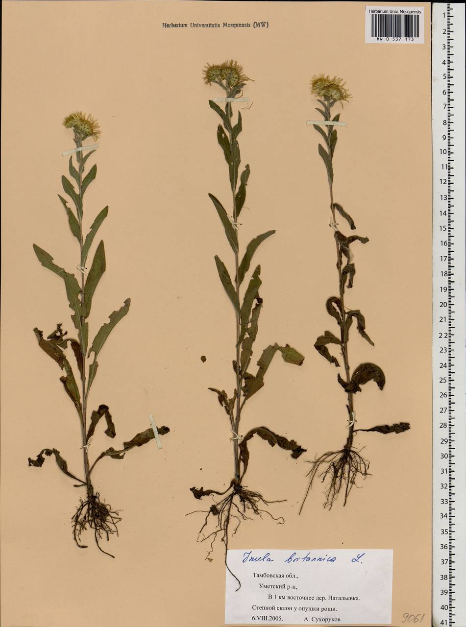 Pentanema britannicum (L.) D. Gut. Larr., Santos-Vicente, Anderb., E. Rico & M. M. Mart. Ort., Eastern Europe, Central forest-and-steppe region (E6) (Russia)