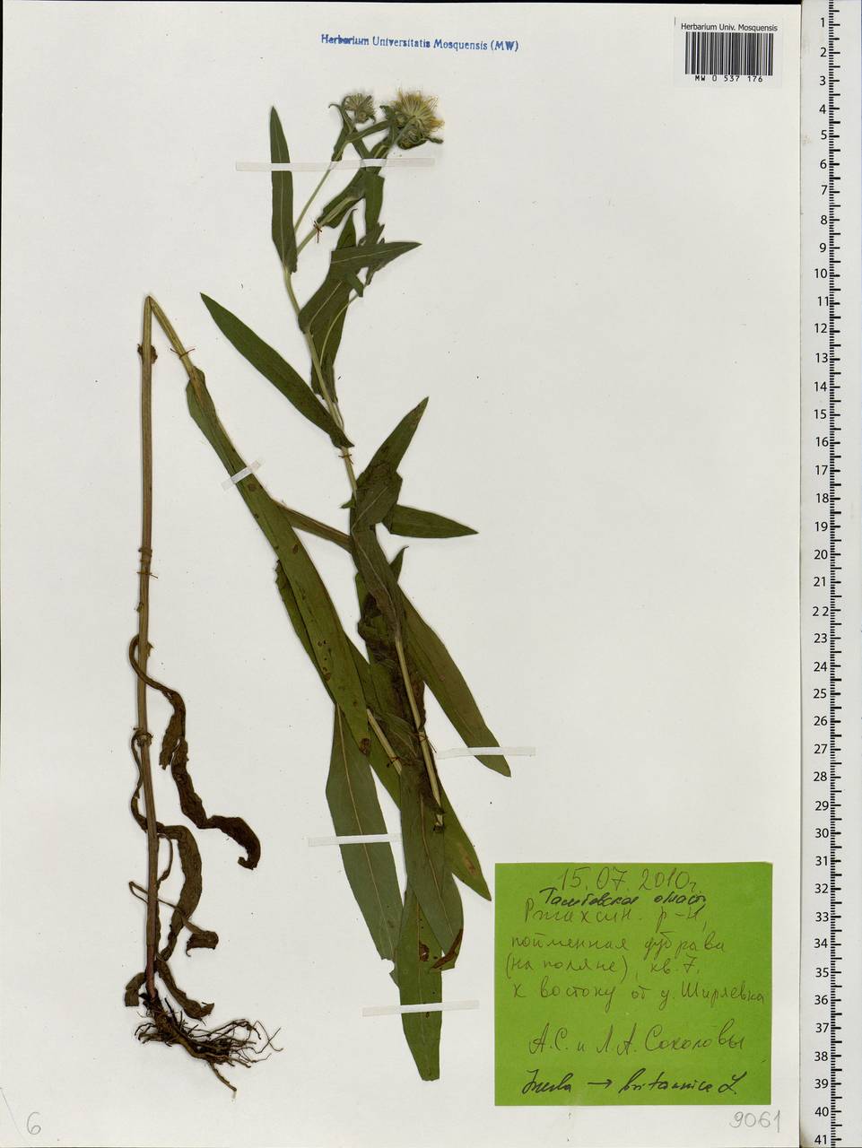 Pentanema britannicum (L.) D. Gut. Larr., Santos-Vicente, Anderb., E. Rico & M. M. Mart. Ort., Eastern Europe, Central forest-and-steppe region (E6) (Russia)