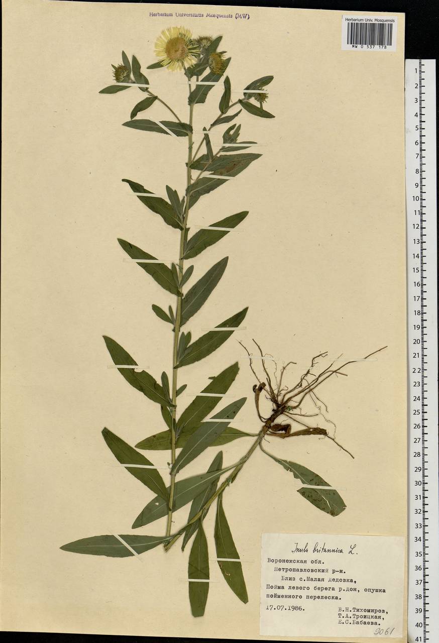 Pentanema britannicum (L.) D. Gut. Larr., Santos-Vicente, Anderb., E. Rico & M. M. Mart. Ort., Eastern Europe, Central forest-and-steppe region (E6) (Russia)