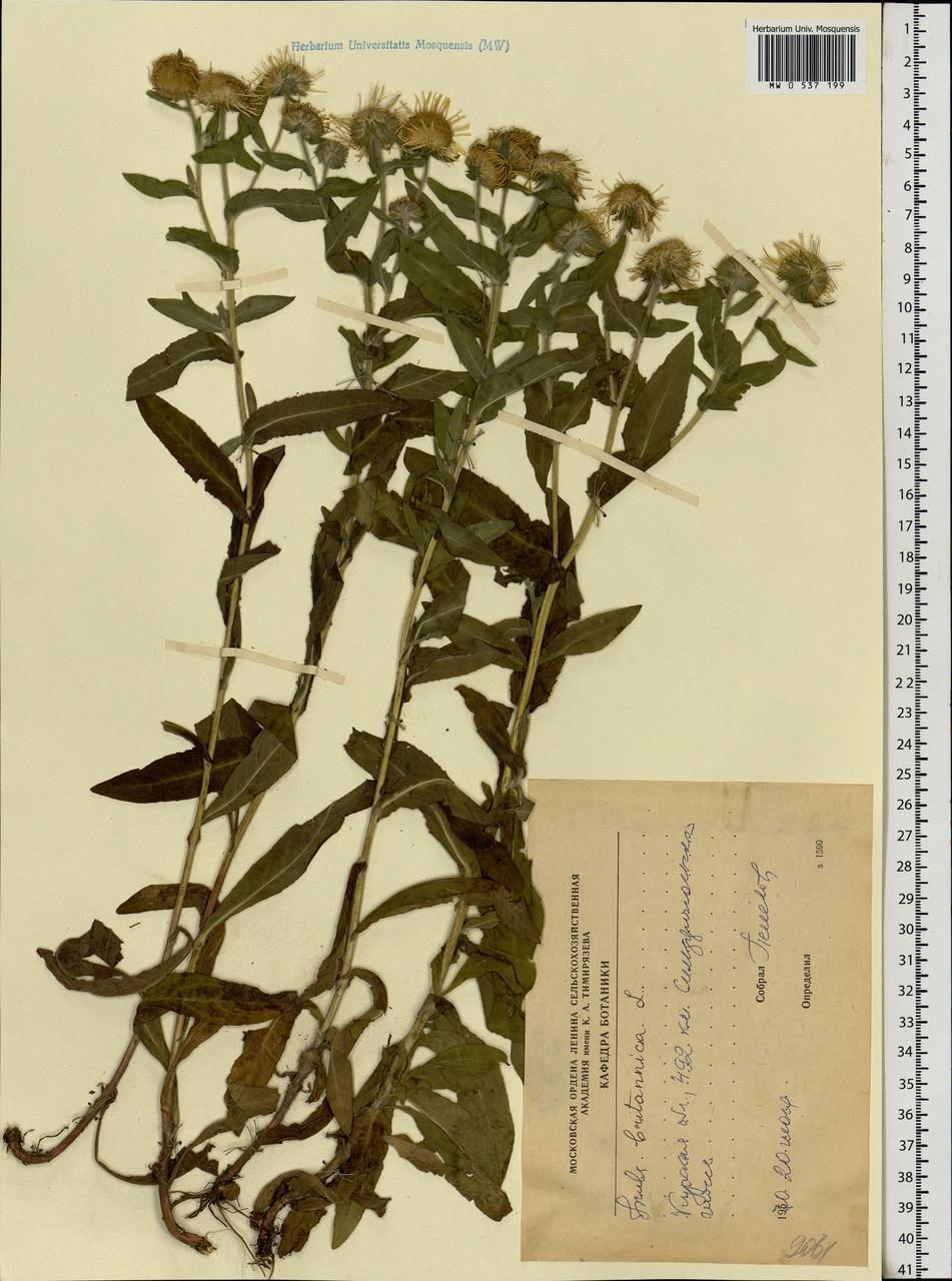 Pentanema britannicum (L.) D. Gut. Larr., Santos-Vicente, Anderb., E. Rico & M. M. Mart. Ort., Eastern Europe, Central forest-and-steppe region (E6) (Russia)