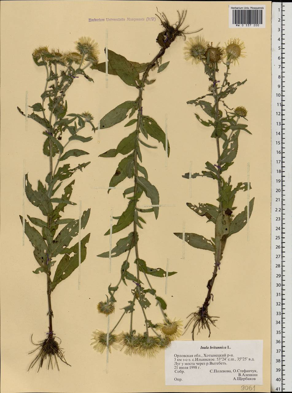 Pentanema britannicum (L.) D. Gut. Larr., Santos-Vicente, Anderb., E. Rico & M. M. Mart. Ort., Eastern Europe, Central forest-and-steppe region (E6) (Russia)