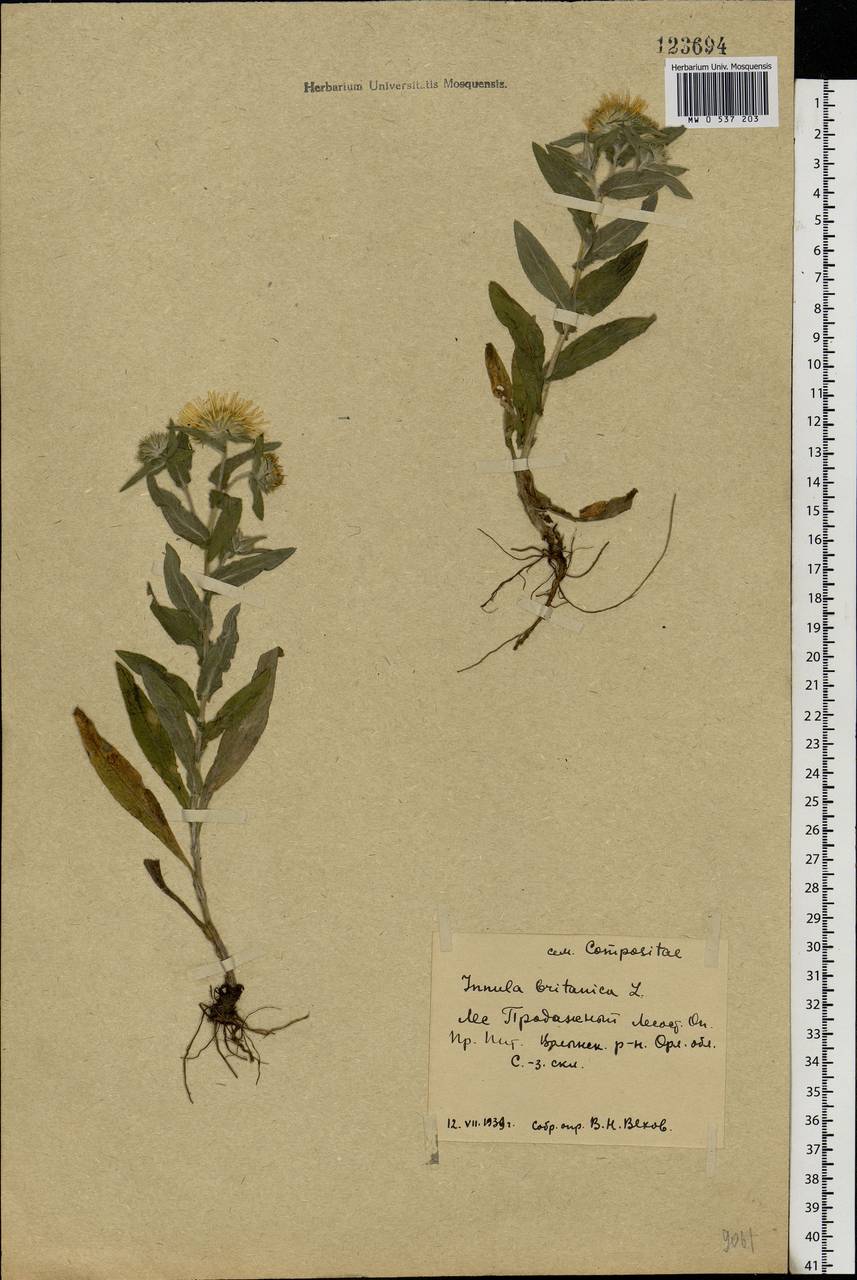 Pentanema britannicum (L.) D. Gut. Larr., Santos-Vicente, Anderb., E. Rico & M. M. Mart. Ort., Eastern Europe, Central forest-and-steppe region (E6) (Russia)