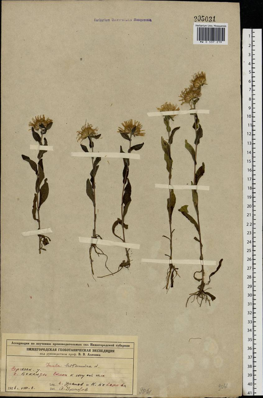 Pentanema britannicum (L.) D. Gut. Larr., Santos-Vicente, Anderb., E. Rico & M. M. Mart. Ort., Eastern Europe, Volga-Kama region (E7) (Russia)