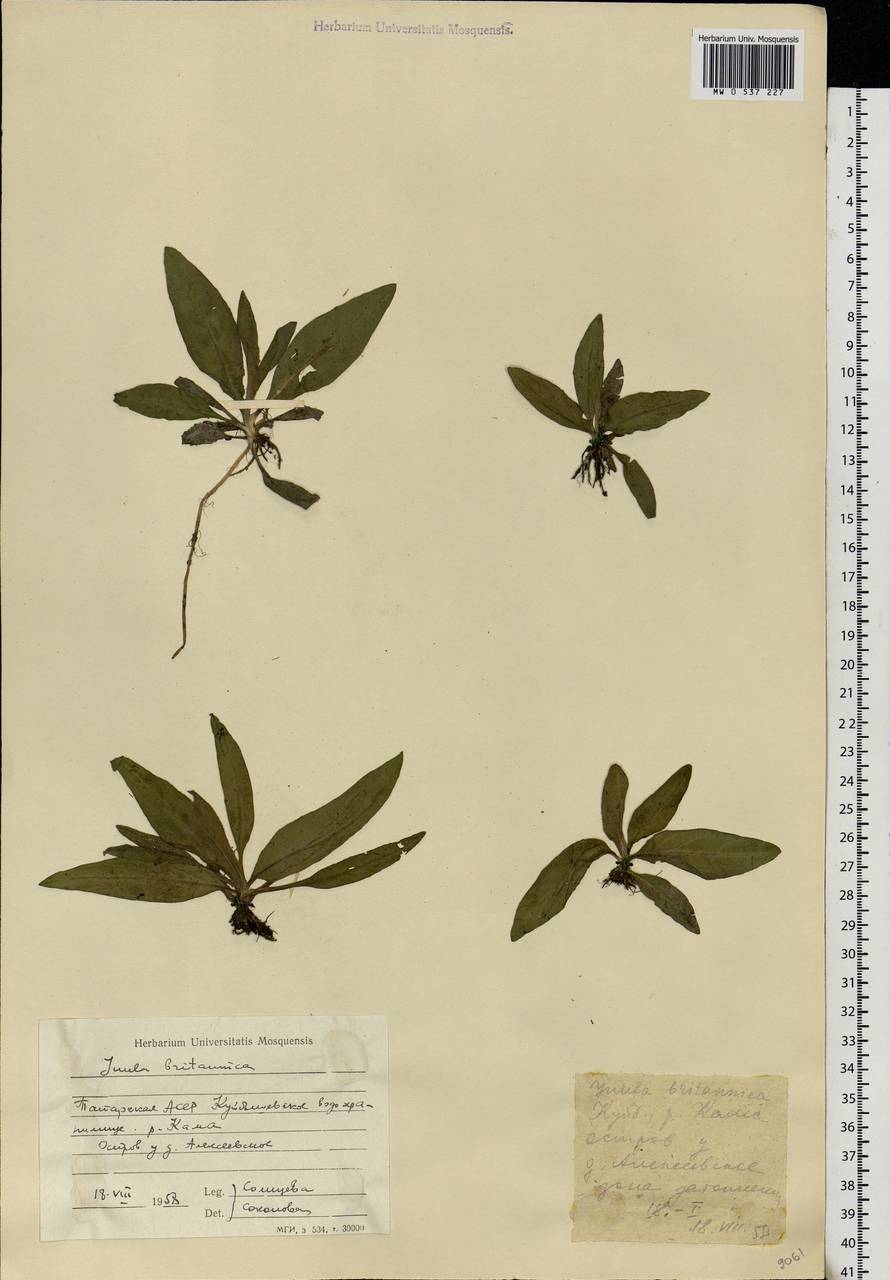 Pentanema britannicum (L.) D. Gut. Larr., Santos-Vicente, Anderb., E. Rico & M. M. Mart. Ort., Eastern Europe, Middle Volga region (E8) (Russia)