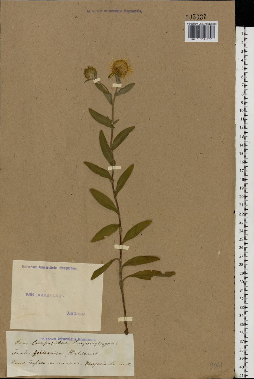 Pentanema britannicum (L.) D. Gut. Larr., Santos-Vicente, Anderb., E. Rico & M. M. Mart. Ort., Eastern Europe, Middle Volga region (E8) (Russia)