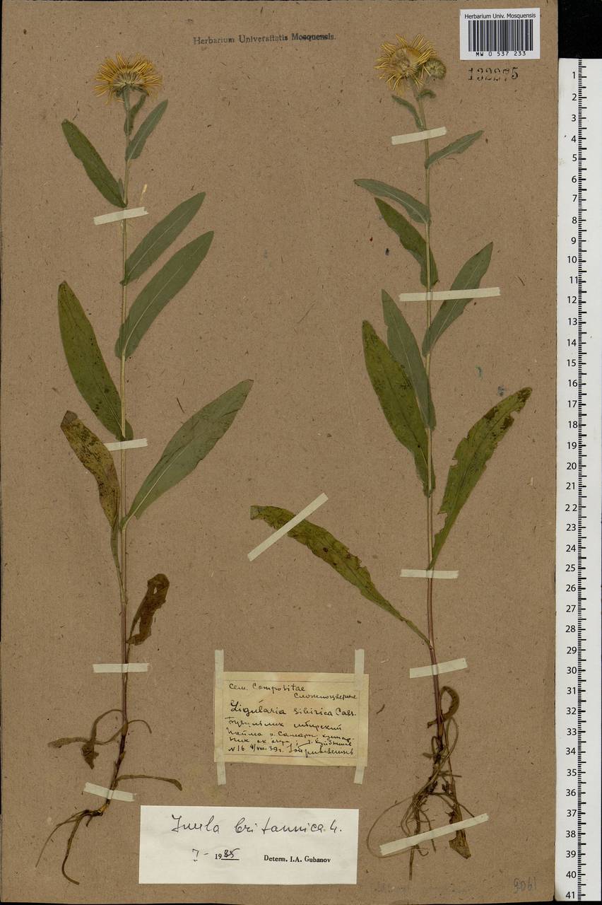 Pentanema britannicum (L.) D. Gut. Larr., Santos-Vicente, Anderb., E. Rico & M. M. Mart. Ort., Eastern Europe, Middle Volga region (E8) (Russia)