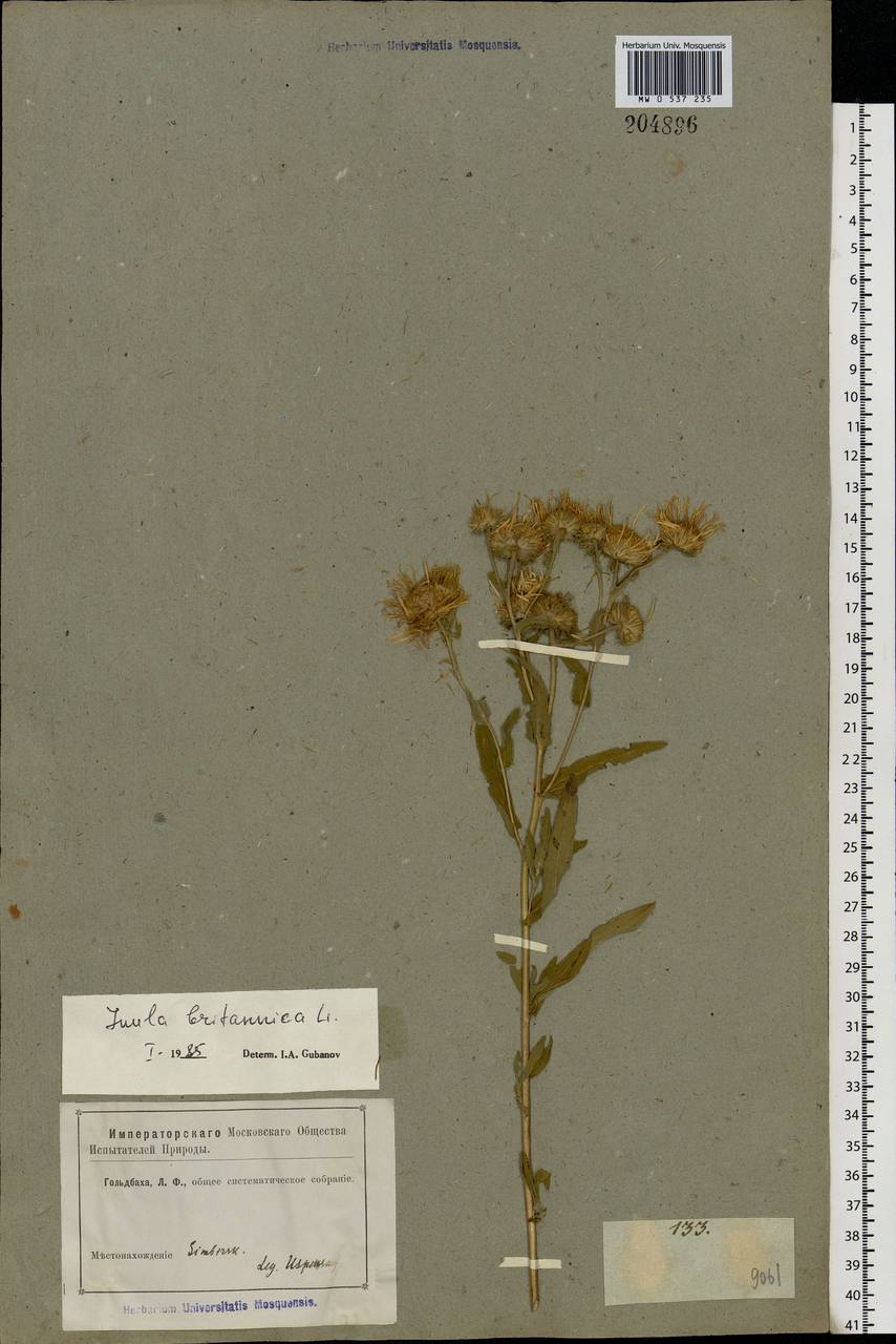 Pentanema britannicum (L.) D. Gut. Larr., Santos-Vicente, Anderb., E. Rico & M. M. Mart. Ort., Eastern Europe, Middle Volga region (E8) (Russia)