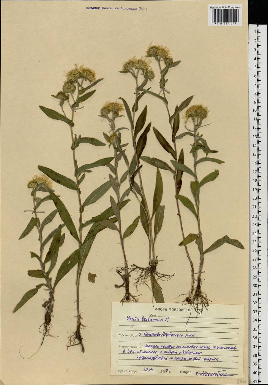 Pentanema britannicum (L.) D. Gut. Larr., Santos-Vicente, Anderb., E. Rico & M. M. Mart. Ort., Eastern Europe, Middle Volga region (E8) (Russia)