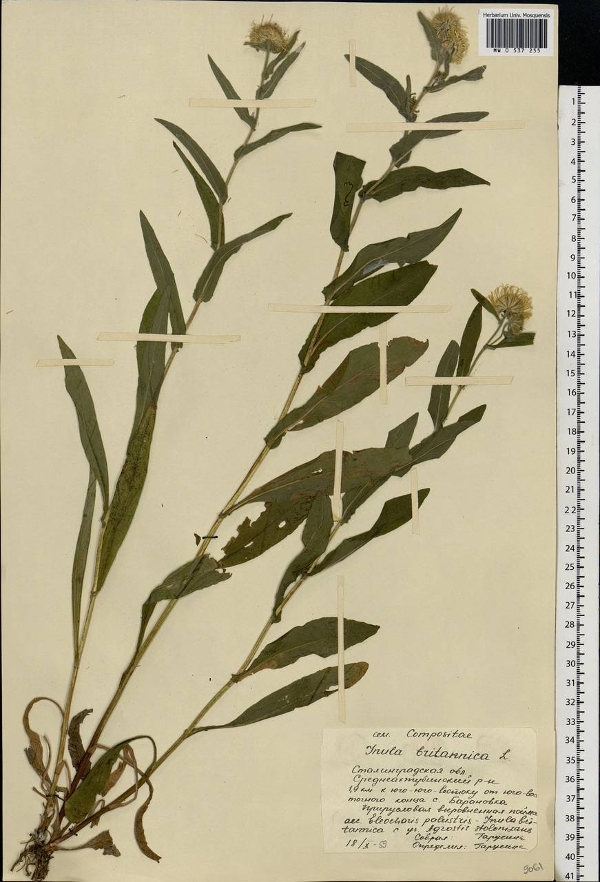 Pentanema britannicum (L.) D. Gut. Larr., Santos-Vicente, Anderb., E. Rico & M. M. Mart. Ort., Eastern Europe, Lower Volga region (E9) (Russia)