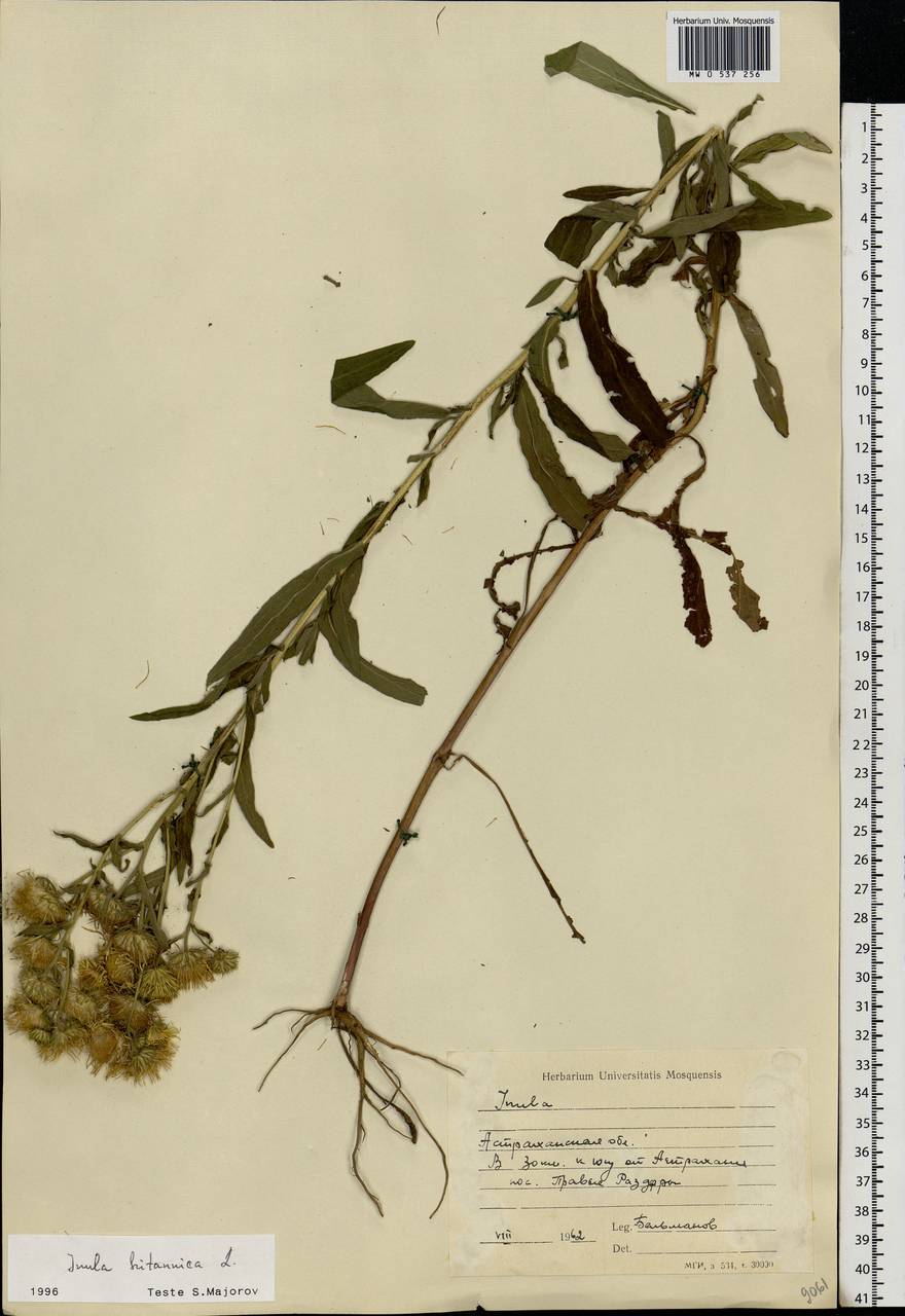 Pentanema britannicum (L.) D. Gut. Larr., Santos-Vicente, Anderb., E. Rico & M. M. Mart. Ort., Eastern Europe, Lower Volga region (E9) (Russia)