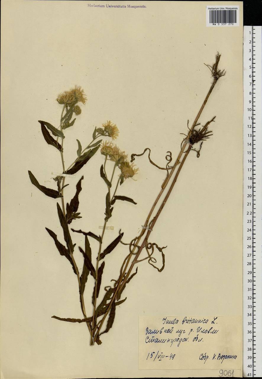 Pentanema britannicum (L.) D. Gut. Larr., Santos-Vicente, Anderb., E. Rico & M. M. Mart. Ort., Eastern Europe, Lower Volga region (E9) (Russia)