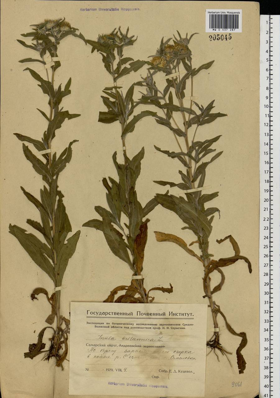 Pentanema britannicum (L.) D. Gut. Larr., Santos-Vicente, Anderb., E. Rico & M. M. Mart. Ort., Eastern Europe, Middle Volga region (E8) (Russia)