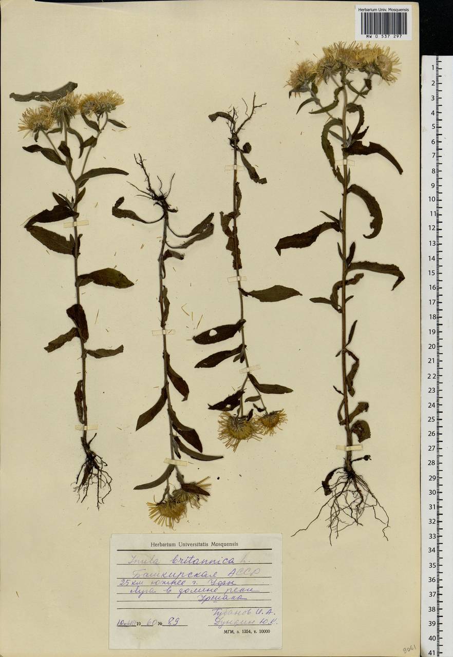 Pentanema britannicum (L.) D. Gut. Larr., Santos-Vicente, Anderb., E. Rico & M. M. Mart. Ort., Eastern Europe, Eastern region (E10) (Russia)