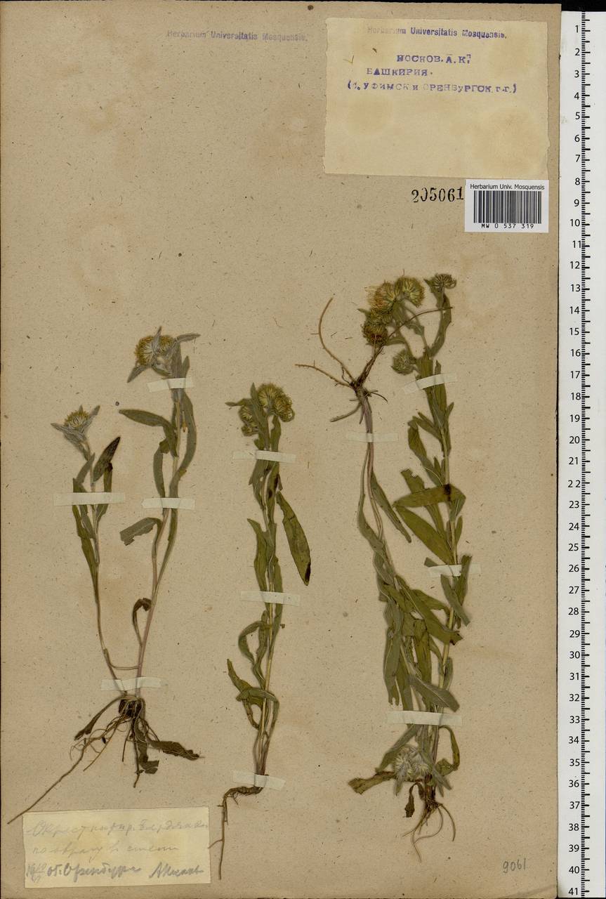 Pentanema britannicum (L.) D. Gut. Larr., Santos-Vicente, Anderb., E. Rico & M. M. Mart. Ort., Eastern Europe, Eastern region (E10) (Russia)