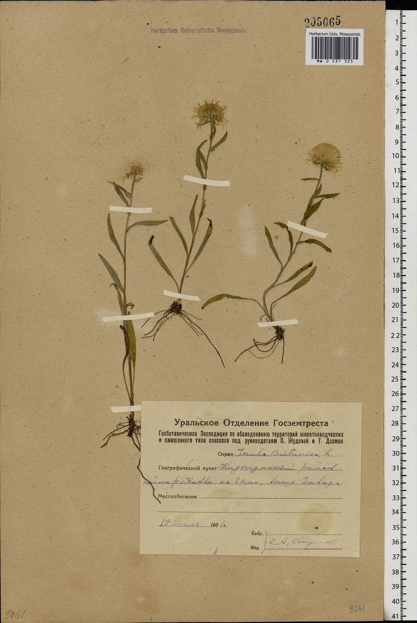 Pentanema britannicum (L.) D. Gut. Larr., Santos-Vicente, Anderb., E. Rico & M. M. Mart. Ort., Eastern Europe, Eastern region (E10) (Russia)