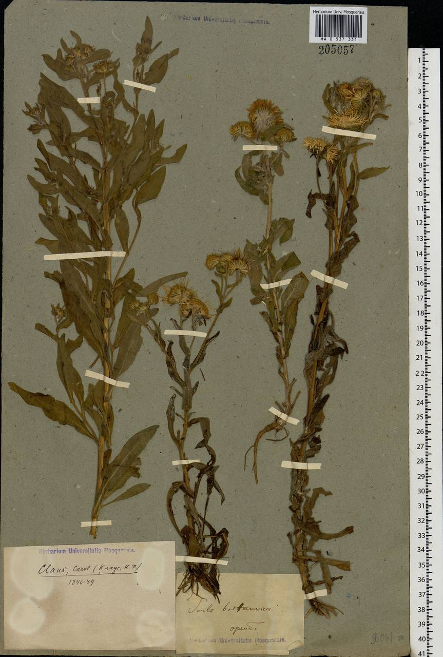 Pentanema britannicum (L.) D. Gut. Larr., Santos-Vicente, Anderb., E. Rico & M. M. Mart. Ort., Eastern Europe, Eastern region (E10) (Russia)