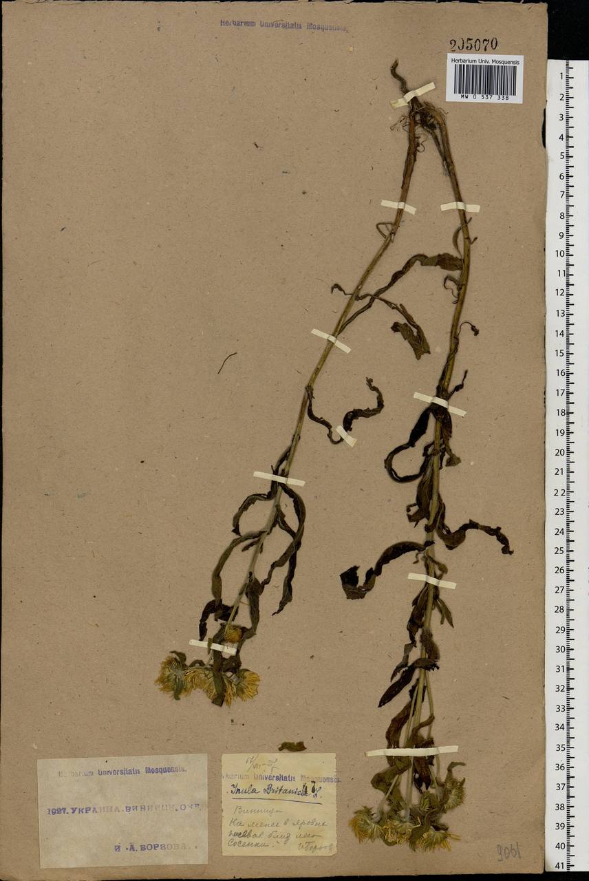 Pentanema britannicum (L.) D. Gut. Larr., Santos-Vicente, Anderb., E. Rico & M. M. Mart. Ort., Eastern Europe, South Ukrainian region (E12) (Ukraine)