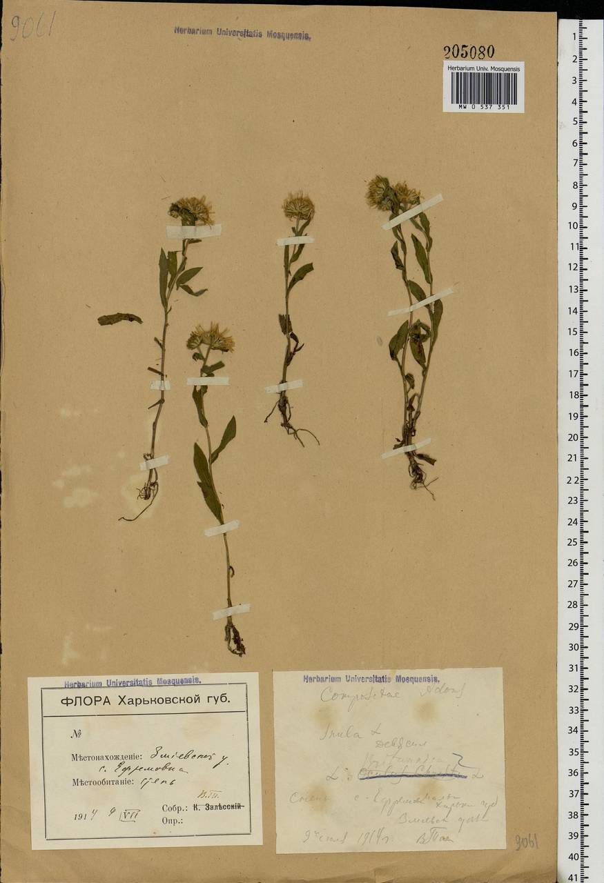 Pentanema britannicum (L.) D. Gut. Larr., Santos-Vicente, Anderb., E. Rico & M. M. Mart. Ort., Eastern Europe, North Ukrainian region (E11) (Ukraine)