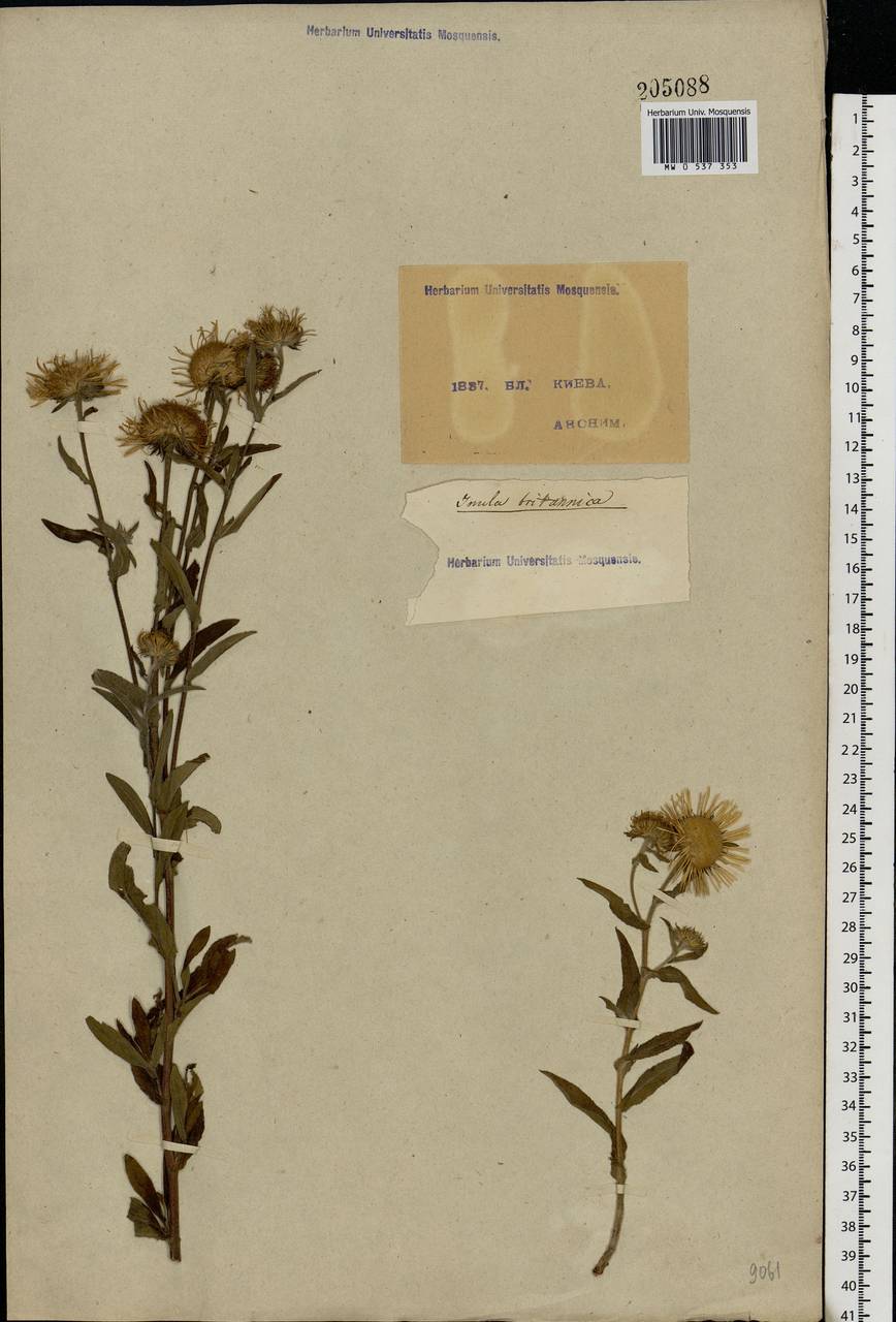 Pentanema britannicum (L.) D. Gut. Larr., Santos-Vicente, Anderb., E. Rico & M. M. Mart. Ort., Eastern Europe, North Ukrainian region (E11) (Ukraine)