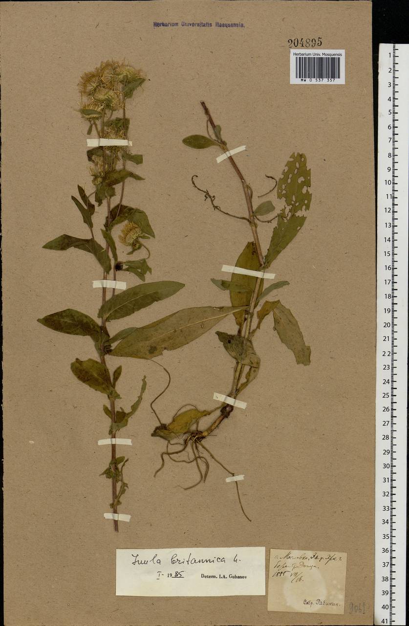 Pentanema britannicum (L.) D. Gut. Larr., Santos-Vicente, Anderb., E. Rico & M. M. Mart. Ort., Eastern Europe, North Ukrainian region (E11) (Ukraine)