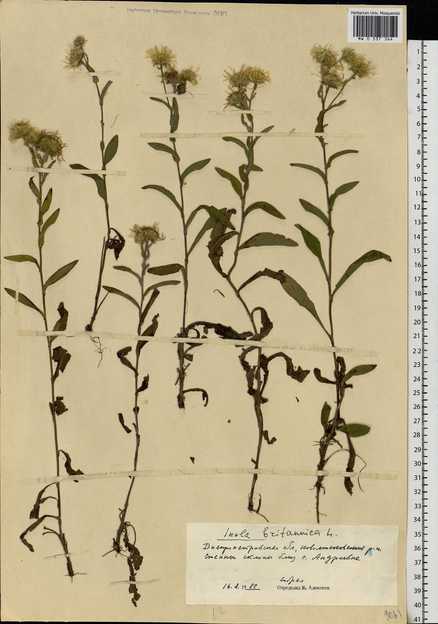 Pentanema britannicum (L.) D. Gut. Larr., Santos-Vicente, Anderb., E. Rico & M. M. Mart. Ort., Eastern Europe, South Ukrainian region (E12) (Ukraine)