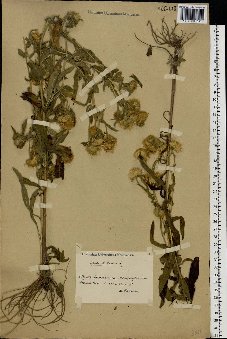 Pentanema britannicum (L.) D. Gut. Larr., Santos-Vicente, Anderb., E. Rico & M. M. Mart. Ort., Eastern Europe, South Ukrainian region (E12) (Ukraine)