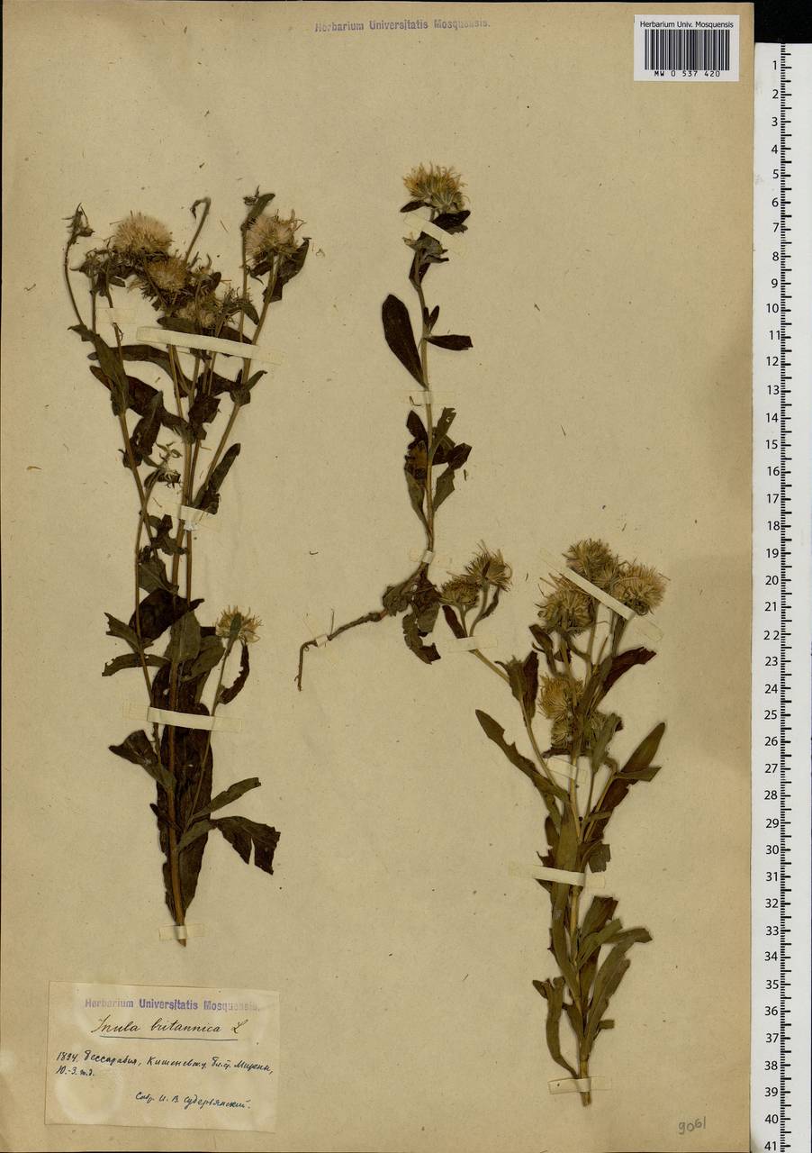 Pentanema britannicum (L.) D. Gut. Larr., Santos-Vicente, Anderb., E. Rico & M. M. Mart. Ort., Eastern Europe, Moldova (E13a) (Moldova)