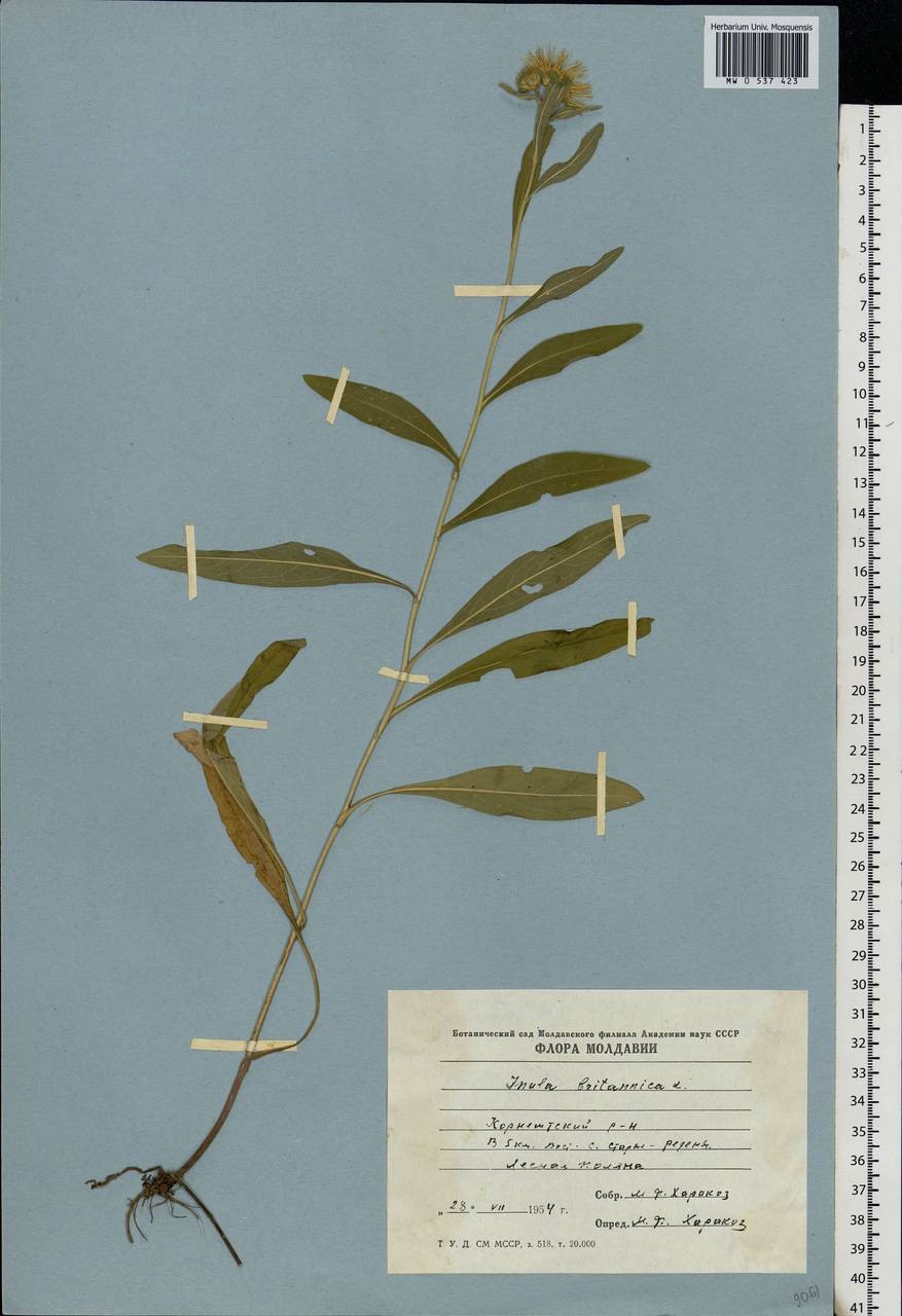 Pentanema britannicum (L.) D. Gut. Larr., Santos-Vicente, Anderb., E. Rico & M. M. Mart. Ort., Eastern Europe, Moldova (E13a) (Moldova)