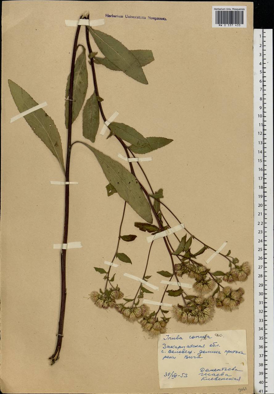 Pentanema conyzae (Griess.) D. Gut. Larr., Santos-Vicente, Anderb., E. Rico & M. M. Mart. Ort., Eastern Europe, West Ukrainian region (E13) (Ukraine)