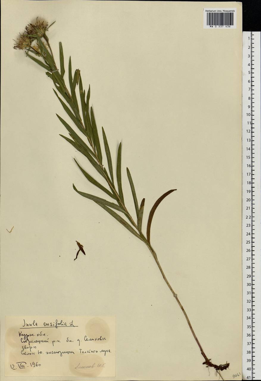 Pentanema ensifolium (L.) D. Gut. Larr., Santos-Vicente, Anderb., E. Rico & M. M. Mart. Ort., Eastern Europe, Central forest-and-steppe region (E6) (Russia)