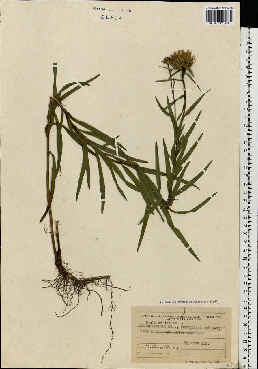 Pentanema ensifolium (L.) D. Gut. Larr., Santos-Vicente, Anderb., E. Rico & M. M. Mart. Ort., Eastern Europe, West Ukrainian region (E13) (Ukraine)