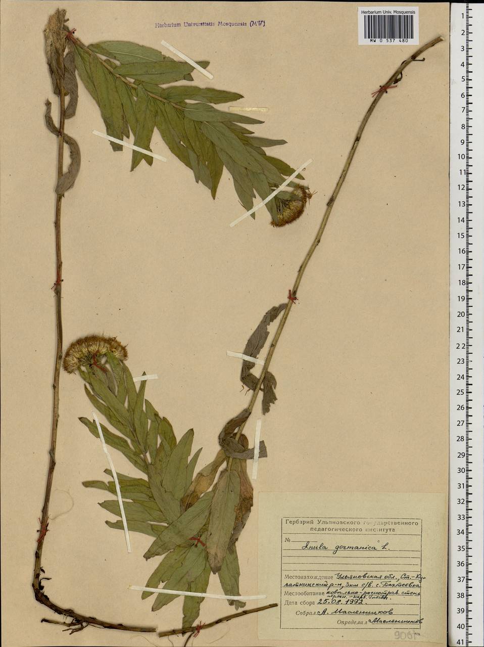 Pentanema germanicum (L.) D. Gut. Larr., Santos-Vicente, Anderb., E. Rico & M. M. Mart. Ort., Eastern Europe, Middle Volga region (E8) (Russia)