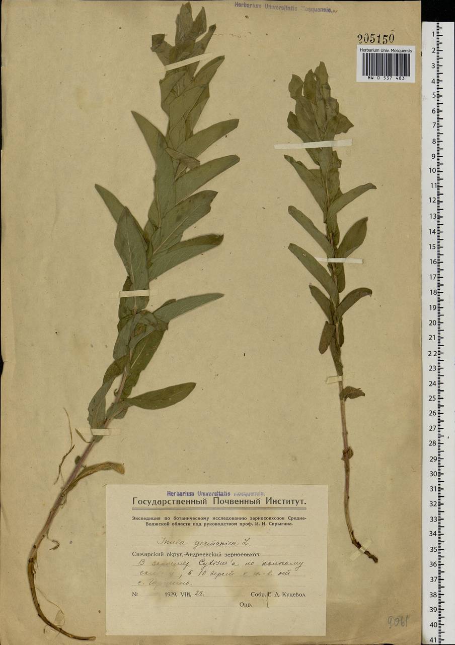 Pentanema germanicum (L.) D. Gut. Larr., Santos-Vicente, Anderb., E. Rico & M. M. Mart. Ort., Eastern Europe, Eastern region (E10) (Russia)